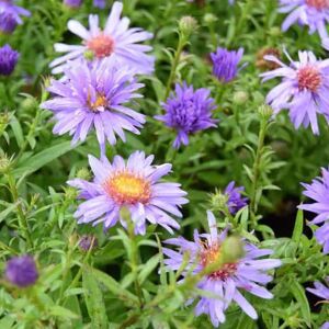 Aster novi-belgii 'Early Blue' ---